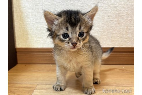 成約済の千葉県のソマリ-112400の5枚目